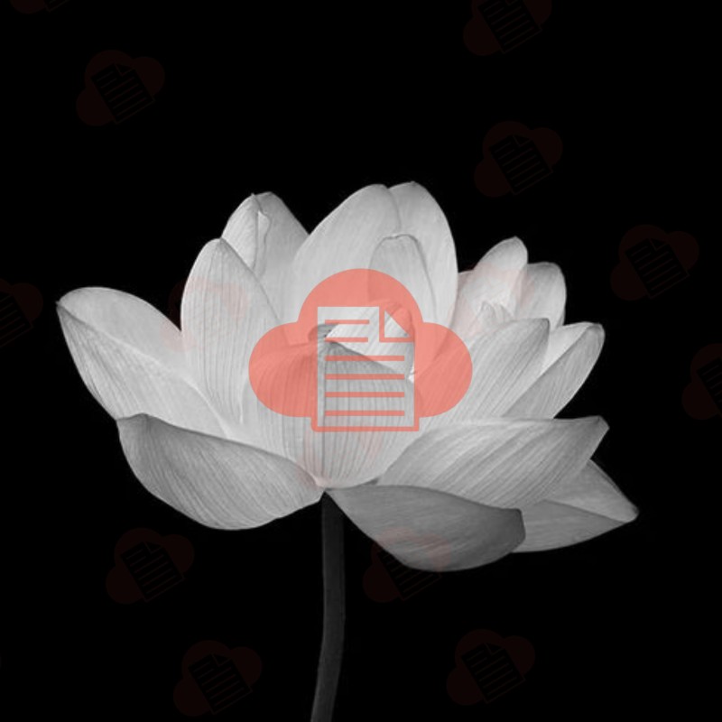 hoa sen trang den dam tang vector 9