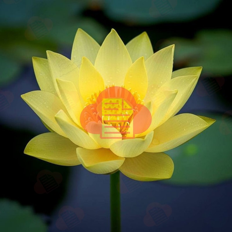 hoa sen vang vector 3