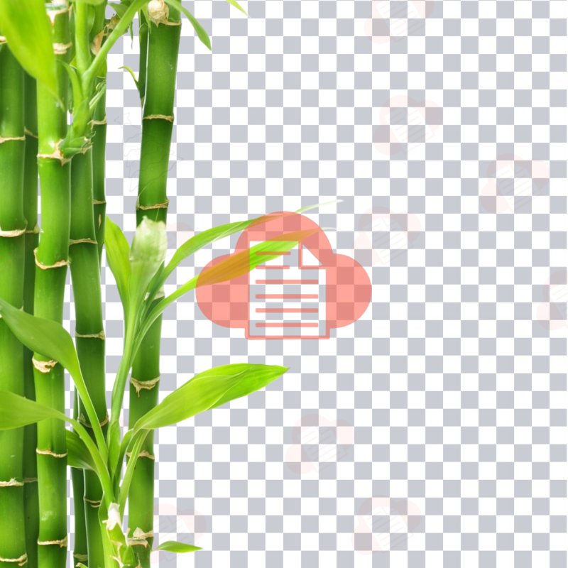 File Hình Cây Tre Việt Nam Vector Đẹp Free Download (AI, Corel, PNG) cay tre vector 6
