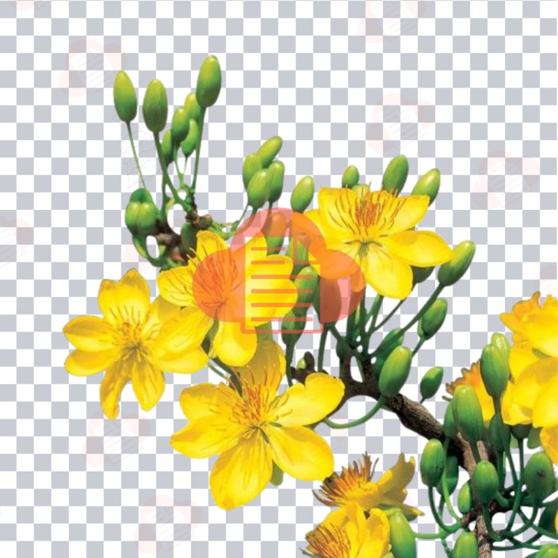 Bộ File Hình Ảnh Cành Cánh Hoa Mai Vàng Vector Ngày Tết Miễn Phí (AI, Corel, PNG) hoa mai vector 3