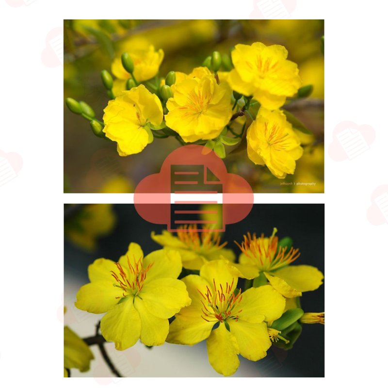 Bộ File Hình Ảnh Cành Cánh Hoa Mai Vàng Vector Ngày Tết Miễn Phí (AI, Corel, PNG) hoa mai vector 7