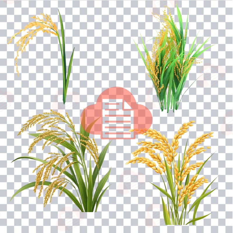 Mẫu Logo Bông Lúa Vector Đẹp Download Free Bản CDR, AI, PNG, Corel bong lua vector 10