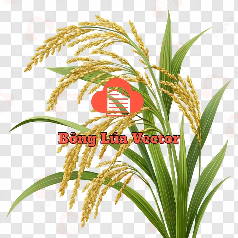 Mẫu Logo Bông Lúa Vector Đẹp Download Free Bản CDR, AI, PNG, Corel