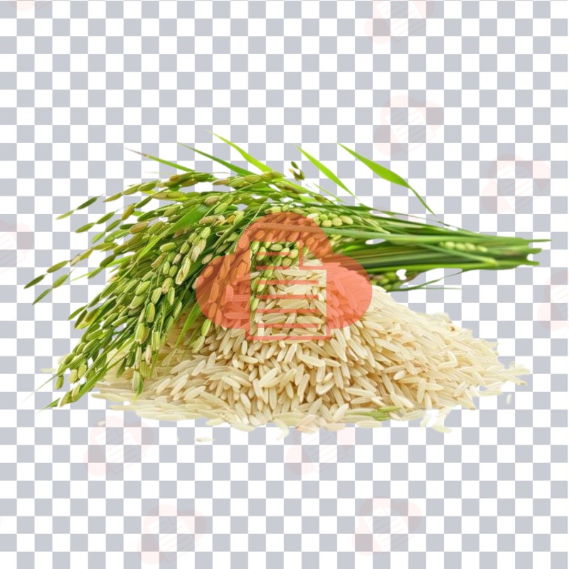 Mẫu Logo Bông Lúa Vector Đẹp Download Free Bản CDR, AI, PNG, Corel bong lua vector 3