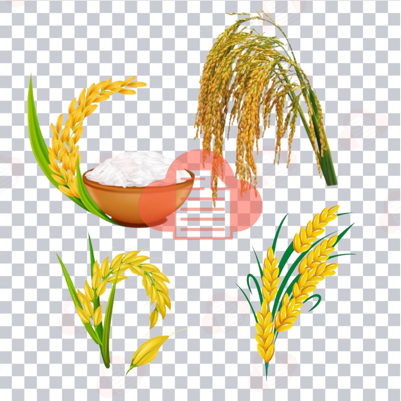 Mẫu Logo Bông Lúa Vector Đẹp Download Free Bản CDR, AI, PNG, Corel bong lua vector 7