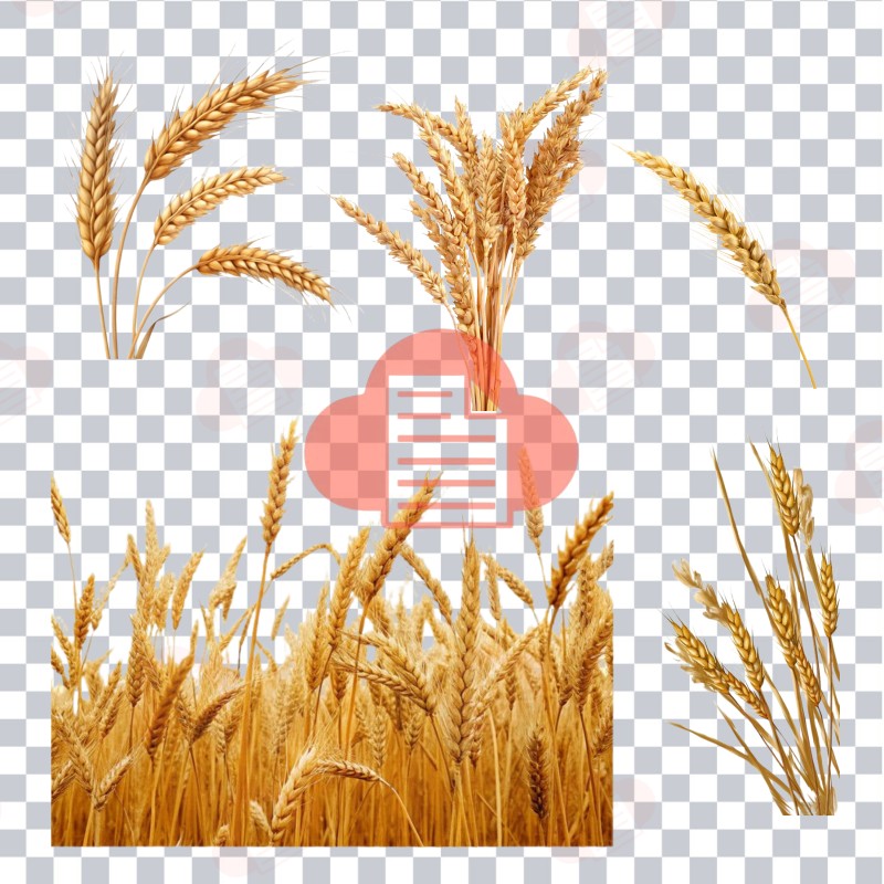 Mẫu Logo Bông Lúa Vector Đẹp Download Free Bản CDR, AI, PNG, Corel bong lua vector 8