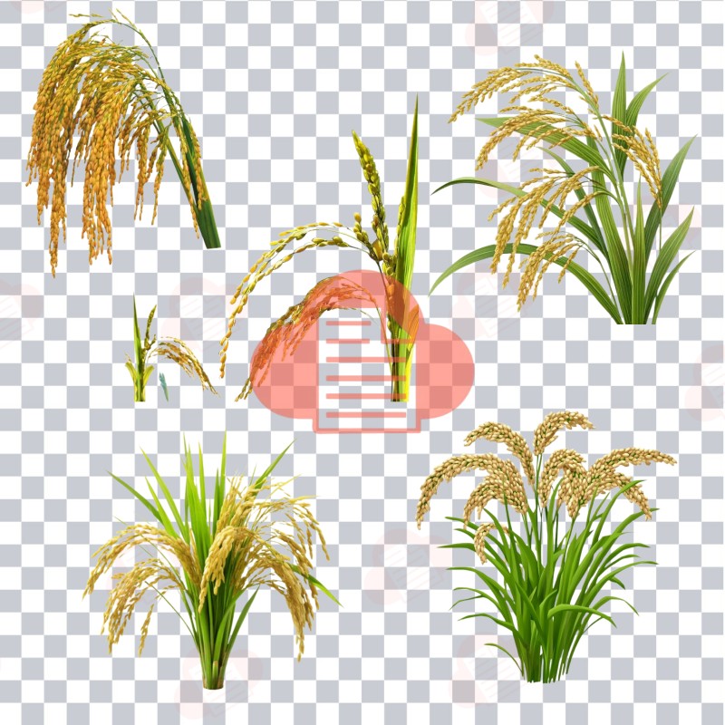 Mẫu Logo Bông Lúa Vector Đẹp Download Free Bản CDR, AI, PNG, Corel bong lua vector 9