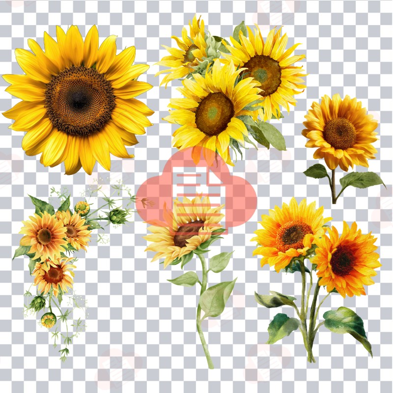 Kho Background Hoa Hướng Dương Vector Đẹp AI, PNG, CDR Miễn Phí hoa huong duong vector 4