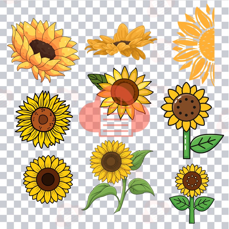 Kho Background Hoa Hướng Dương Vector Đẹp AI, PNG, CDR Miễn Phí hoa huong duong vector 7